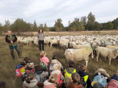 op bezoek bij de schapen